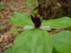 Trillium stamineum